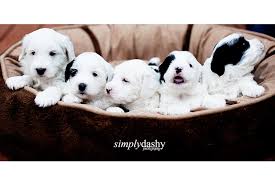 Tibetan terriers are not for everyone, but for those who value the special qualities a tt has to offer, there is no other breed that can take their place. Tibetan Terrier Puppies Healdsburg Ca Patch