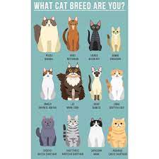 Michelle On Instagram Based On Your Astrological Sign What Cat Breed Are You I M A Japanese Bobtail Cat Cat Breeds Dog Zodiac Japanese Bobtail