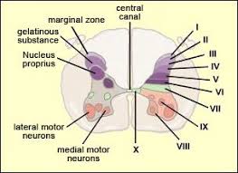 The Brain From Top To Bottom Spinal Cord Neurons Nervous System