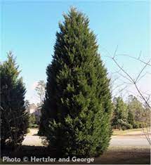 Leyland cypress trees enjoy both part shade/part sun and full sun—the tree has very forgiving light when planting leyland cypress, remember the tree's mature size and fast growth rate. Leyland Cypress Tree On The Tree Guide At Arborday Org