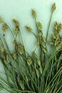 Image result for Eleocharis atropurpurea