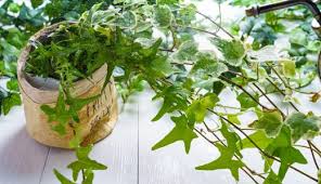 観葉植物の白い粉はなに うどんこ病の治療と予防 In Natural Style
