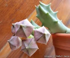 Image result for Orbea melanantha