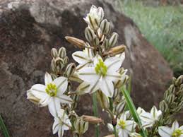 Image result for Chlorophytum bowkeri
