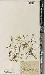 Image result for Pseudognaphalium luteo-album