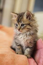 Epingle Sur Animaux Mignons