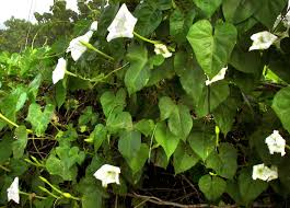 Image result for Ipomoea blepharophylla