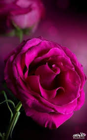 صور ورد احمر صور اجمل الورود صور وردة جميلة مجتمع رجيم