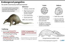 In this article we will discuss about the general characters and classifications of class mammalia. I Coast Seizes Record Three Tonnes Of Pangolin Scales