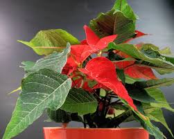 We did not find results for: Indoor Houseplants By Nature Garden