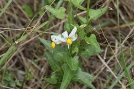 Image result for Solanum tarderemotum
