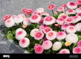 Bellis perennis pink pot hi-res stock photography and images - Alamy
