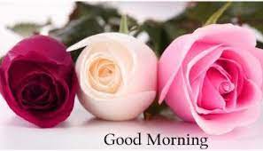 Maybe you would like to learn more about one of these? Good Morning Romantic Rose Good Morning Flowers Good Morning Flowers Pictures Good Morning Rose Images
