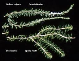 Image result for Calluna vulgaris