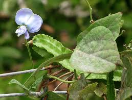Image result for Psophocarpus scandens