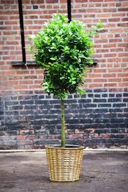 Image result for F%EDkus Ficus