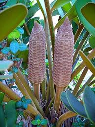 Image result for Gomphocarpus tenuifolius