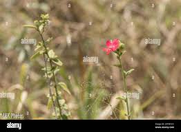 Image result for Hibiscus aponeurus