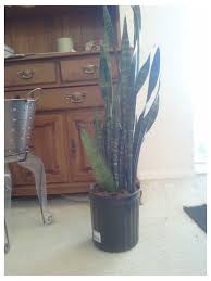 Check out our cactus mix seeds selection for the very best in unique or custom, handmade pieces from our craft supplies & tools shops. Just Bought My 1st Snake Plant