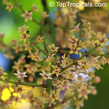 Image result for Pseudospondias