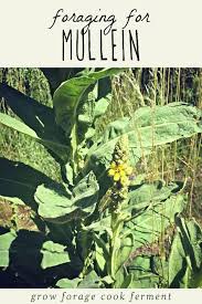 Natural home remedies natural healing lamb shoulder sandy soil lambs ear wild edibles tabletop games outdoor fun outdoor gardens. Foraging For Mullein