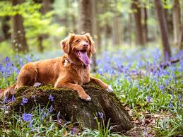 Forget those boring popular dog names and pick a meaningful option for your favorite furball! 700 Unique Female Dog Names For 2021 Pawleaks