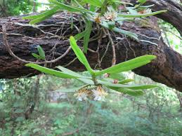 Image result for Calyptrochilum
