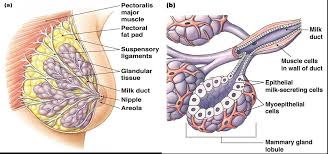 Associate Degree Nursing Physiology Review