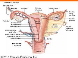 Round Ligament Anatomy Anatomy Drawing Diagram