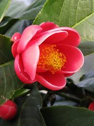Camellia Amplexicaulis Pansies Flowers Beautiful Flowers Flowers Photography