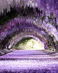 5 Places In Japan To Visit For A Breathtaking Experience Of Wisteria Flowers April May 2019 Mothership Sg News Fro Wisteria Garden Wisteria Wisteria Tunnel