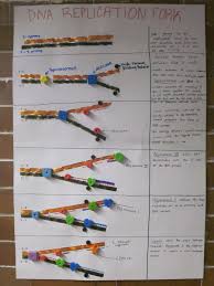 Dna Replication Poster Great Idea For Your Dna Activities In The Classroom I Love The Manipulative Biology Classroom High School Biology Biology Activity