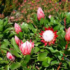 Image result for Protea madiensis