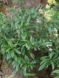 Image result for Clerodendrum abilioi