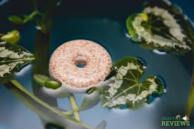 Mosquito dunks and mosquito bits are two common products for preventing mosquitoes in outdoor areas. Insectcop Reviews How Effective Are Mosquito Dunks