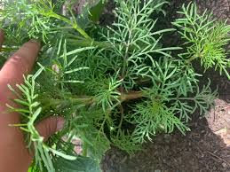 Like its cousin dill, it pairs exceptionally well with fish, but i eat it on its own with equal delight. Could Be A Wildflower Or A Vegetable Stem Is Reddish Purple Looks Similar To Dill But Is Not