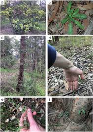 Image result for Vincetoxicum apiculatum