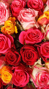 Valentine's day is the festival of love and flowers are one of the oldest ways of expressing our love to our loved ones. Valentine S Day 2021 Roses And Their Meanings Times Of India