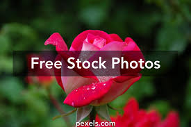 Download and use 9,000+ roses stock photos for free. 60 000 Best Rose Flower Photos 100 Free Download Pexels Stock Photos