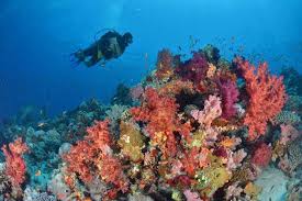 Emperor sharm is a padi five star career development centre, instructor development centre only six sharm el sheikh, egypt. Travel Dive In And Discover The Many Charms Of Egypt S Sharm El Sheikh Chronicle Live