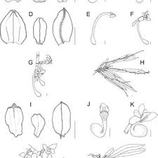 Image result for Diaphananthe sarcophylla