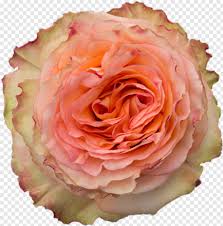 Select from premium rose petals falling of the highest quality. Rose Petals Falling Rose Tattoo Rose Drawing Rose Border Black And White Rose Red Rose 980830 Free Icon Library