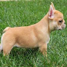 Browse thru our id verified puppy for sale listings to find your perfect puppy in your area. San Diego French Bulldogs Home Facebook
