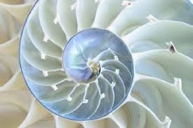 By Studying How Patterns Arise In Various Systems A Mathematician May Show How Biological Forms Are Controlled B Fibonacci Spiral Patterns In Nature Fibonacci