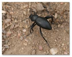 Sep 14, 2020 · according to the natural history museum of utah, outside of europe, these black and red bugs are only found in utah. Pinacate Beetles Stinkbugs Desertusa