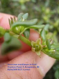 Image result for Sesuvium