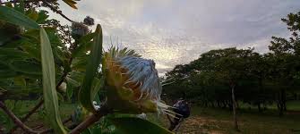 Image result for Protea gaguedi