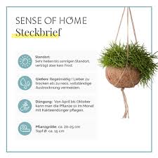 30 angebote zu korallenkaktus im zimmerpflanzen preisvergleich. Zimmerpflanze Kokedama Korallenkaktus Kaufen Sense Of Home