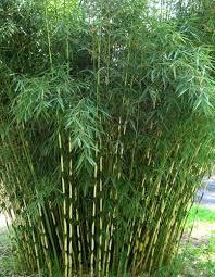 Black Bamboo Plants For Sale Gauteng View Plant Great Plant Picks Bamboo Plants Bamboo Garden Plants