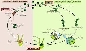 Why Bryophytes Are Called Amphibians Of Plant Kingdom Alternation Of Generations Life Cycles Amphibians